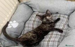 Mixed Breed cats for sale: Sweet little kitten - Image 1