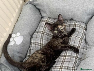 Mixed Breed cats - Advert 16