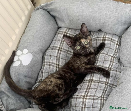 Mixed Breed cats - Advert 13