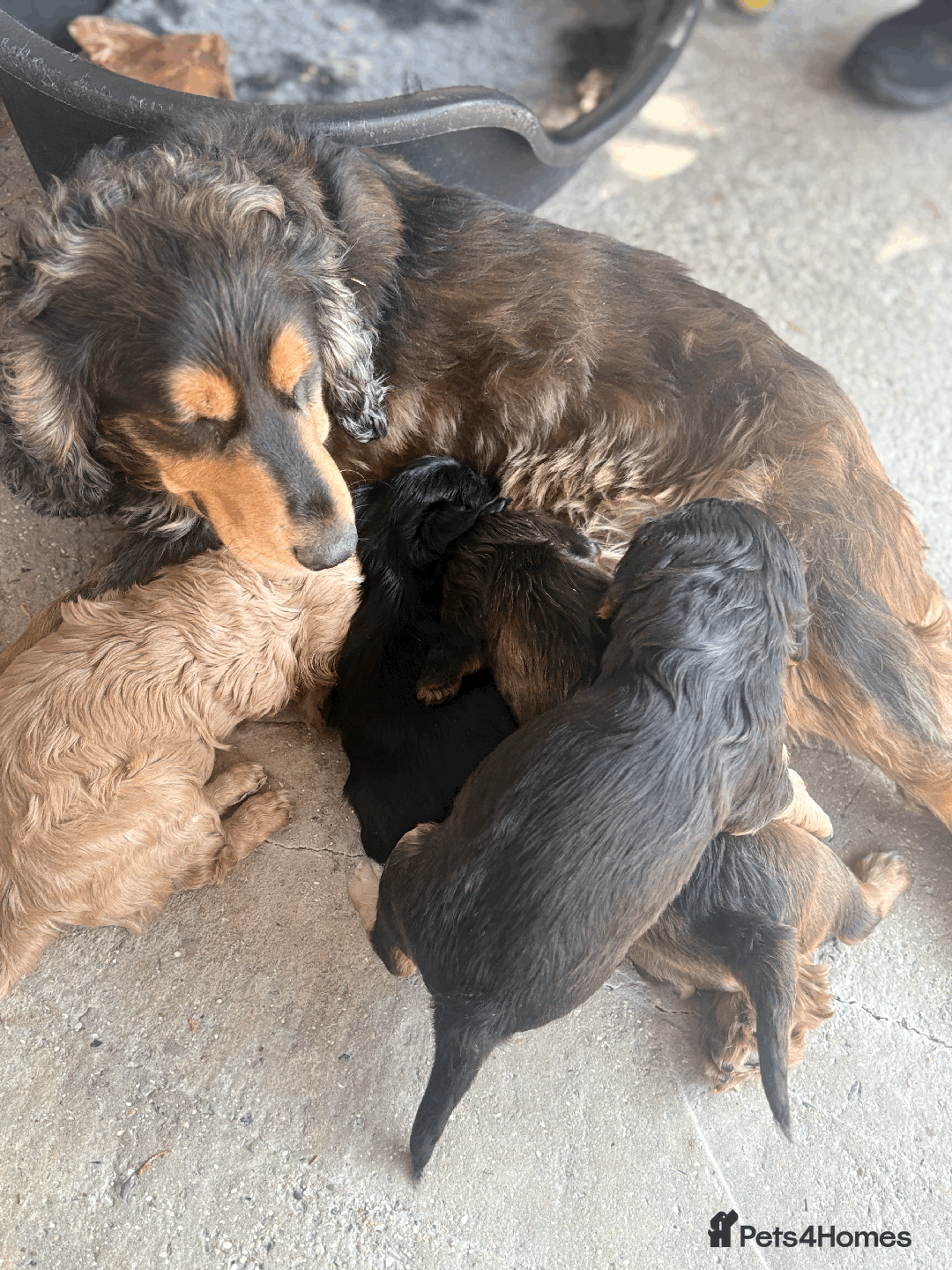Cockalier dogs for sale: 2 BEAUTIFUL FEMALE COCKALIER PUPPIES - Image 4