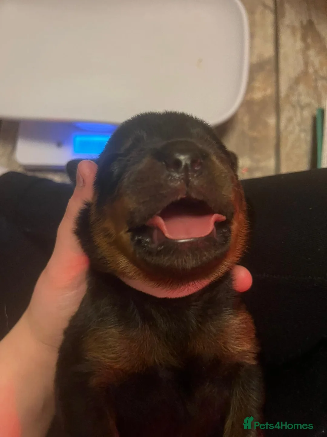 Rottweiler dogs for sale: Beautiful Rottweiler puppies for sale  - Advert 17