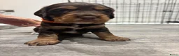 Cocker Spaniel dogs for sale: Working cocker spaniels  - Advert 10