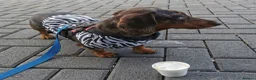 Dachshund dogs for sale: Dachshund girl 4y looking for best loving home - Advert 2