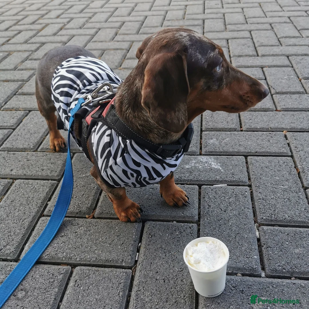 Dachshund dogs for sale: Dachshund girl 4y looking for best loving home - Advert 2