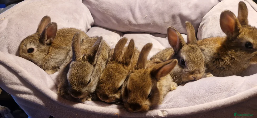 Mixed Breed rabbits for sale:   6 Gorgeous Ginger Male Bunnies for Sale 🐰 - Advert 8