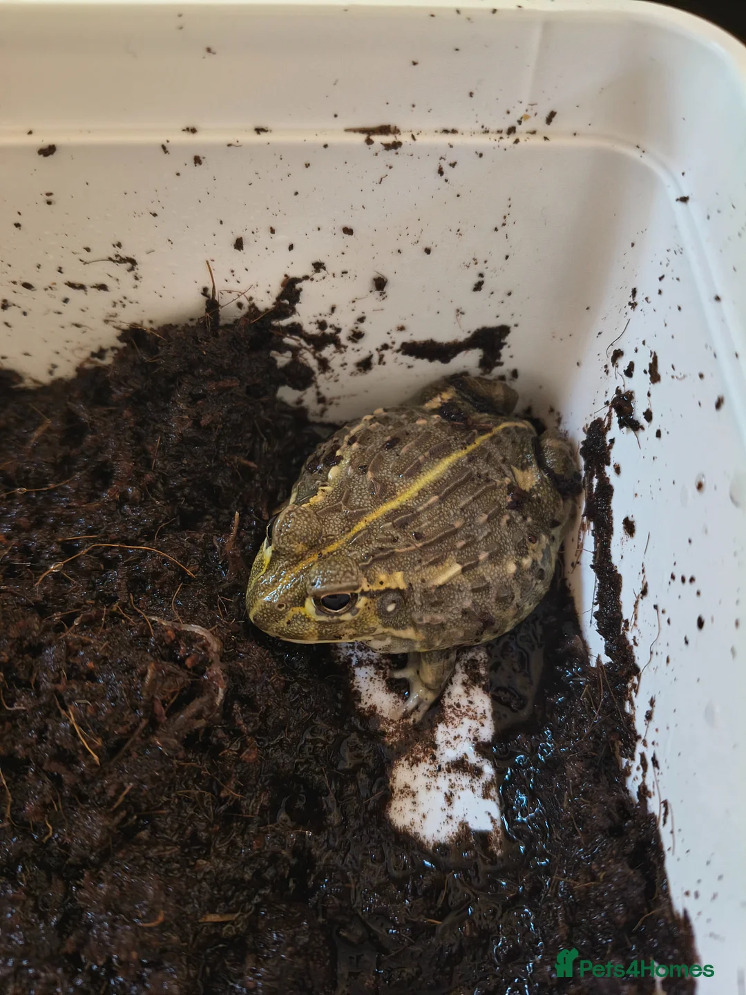 Frog reptiles for sale: Baby African bullfrog (pixie frog) for sale  - Advert 1