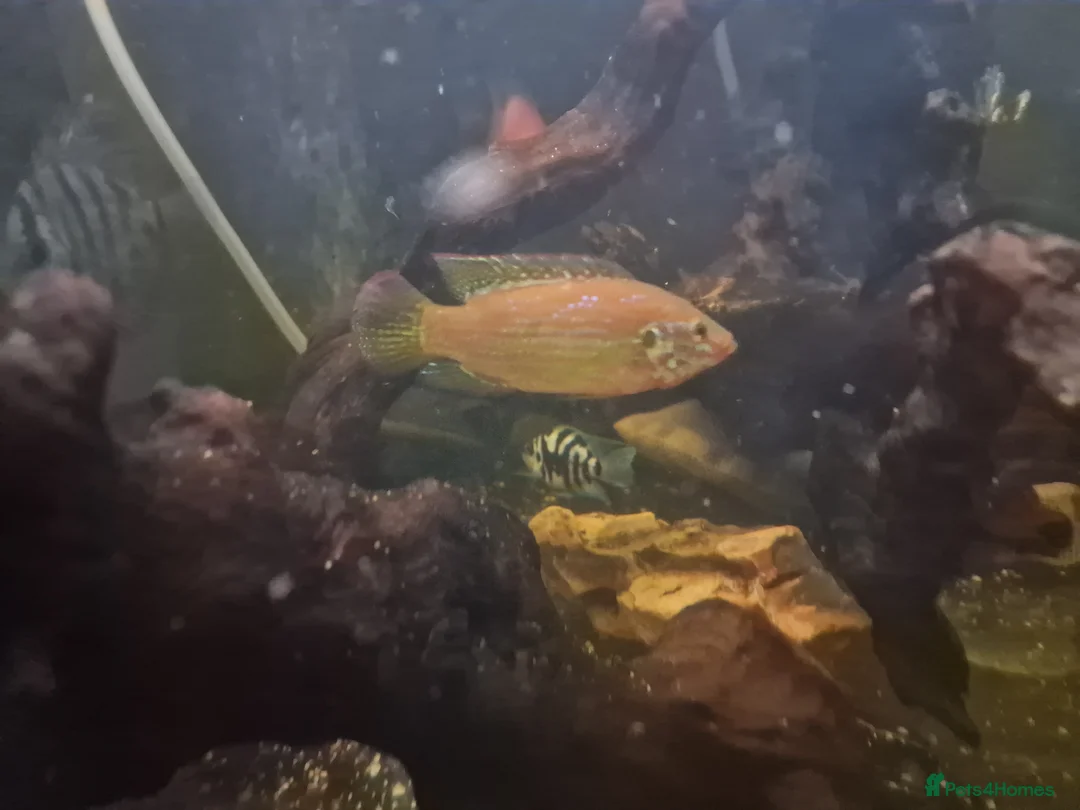 Cichlids fish for sale: Fish for sale  in Leeds - Advert 3