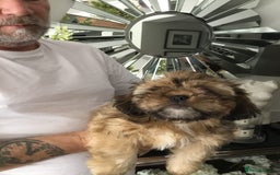 Shih Tzu dogs for sale: Tiny Imperial Shihtzu  Puppies  - Image 17