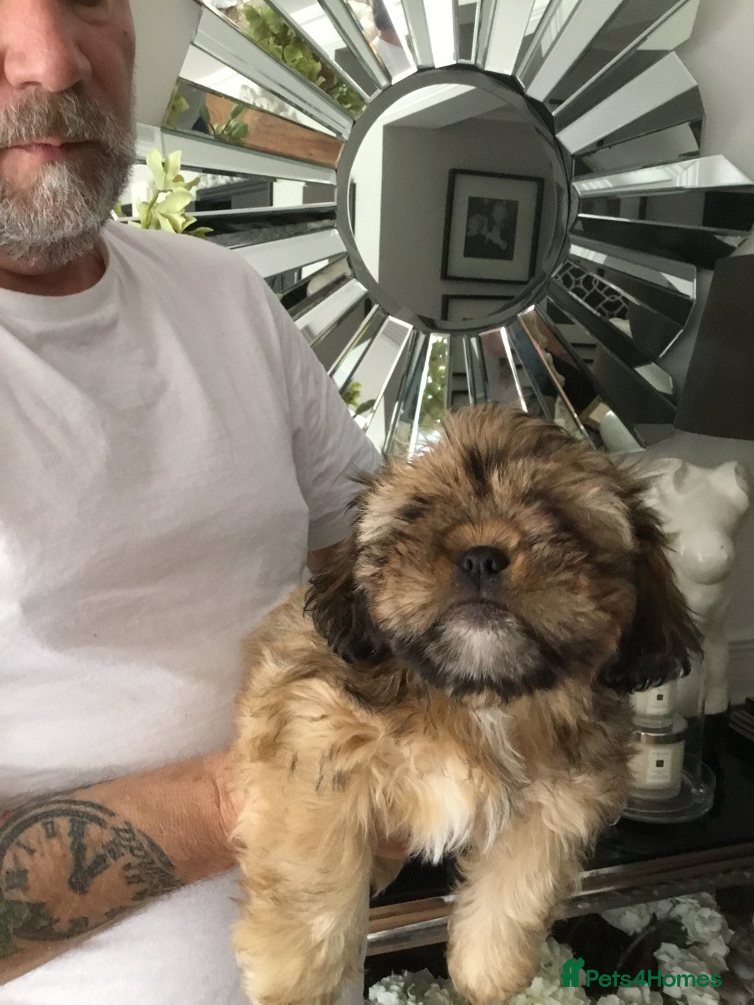 Shih Tzu dogs for sale: Tiny Imperial Shihtzu  Puppies  - Image 17