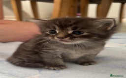 Mixed Breed cats for sale: Kittens  - Image 20