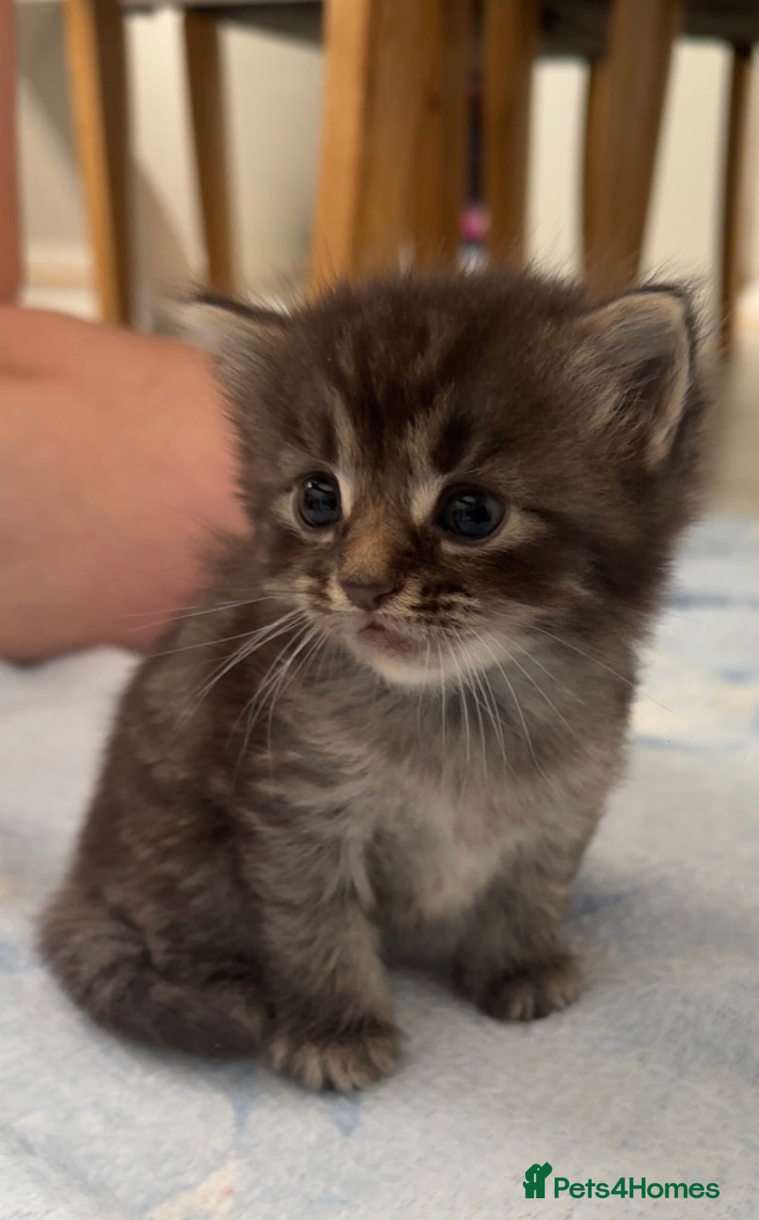 Mixed Breed cats for sale: Kittens  - Image 20