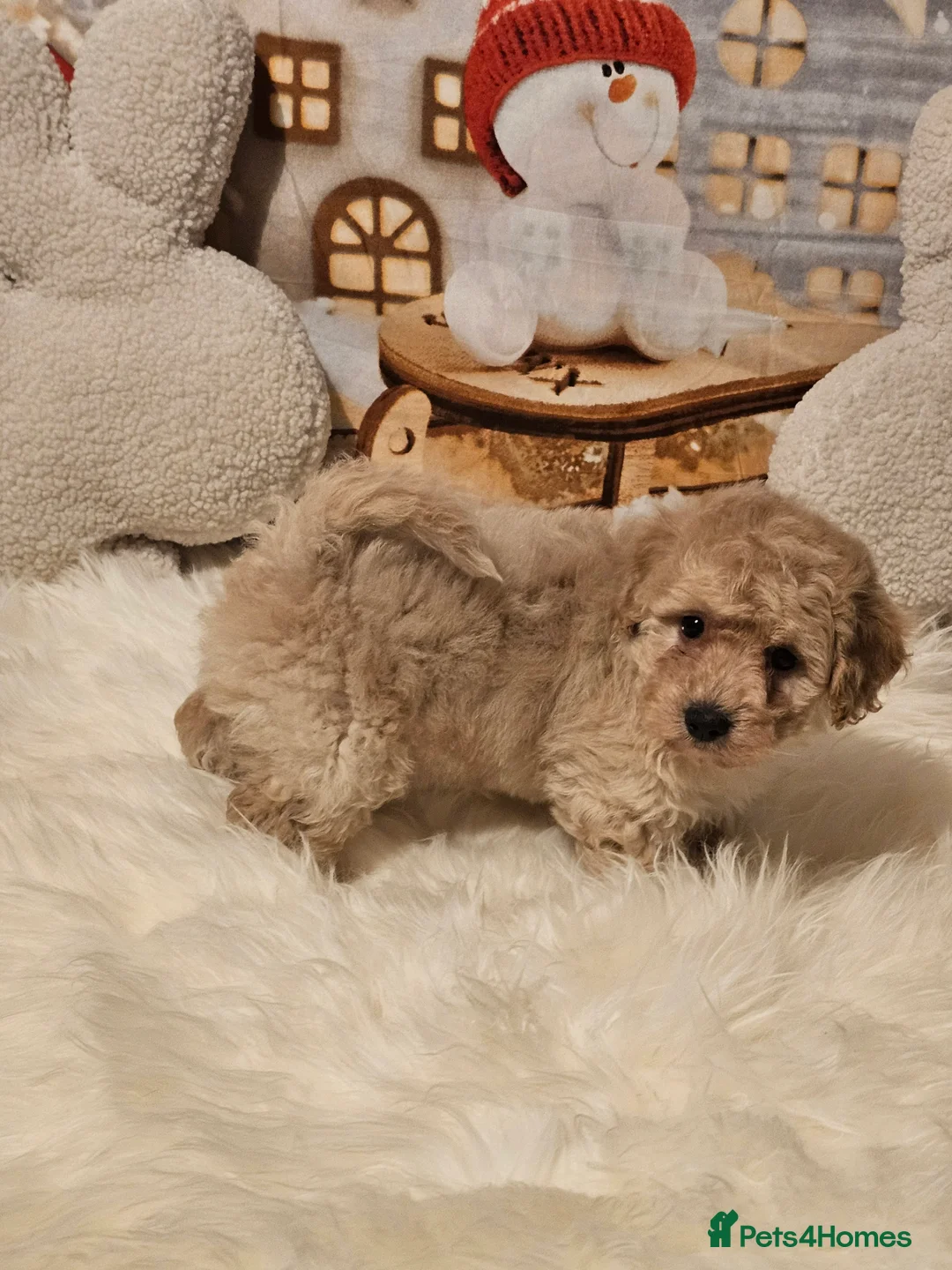 Maltipoo dogs for sale: 🐶 Beautiful Apricot Maltipoo Puppies for Sale 🐶 - Advert 14