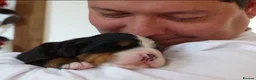 Bernese Mountain Dog dogs for sale: Well Trained Home  Bernese Mountain Pups  in Reading - Advert 13