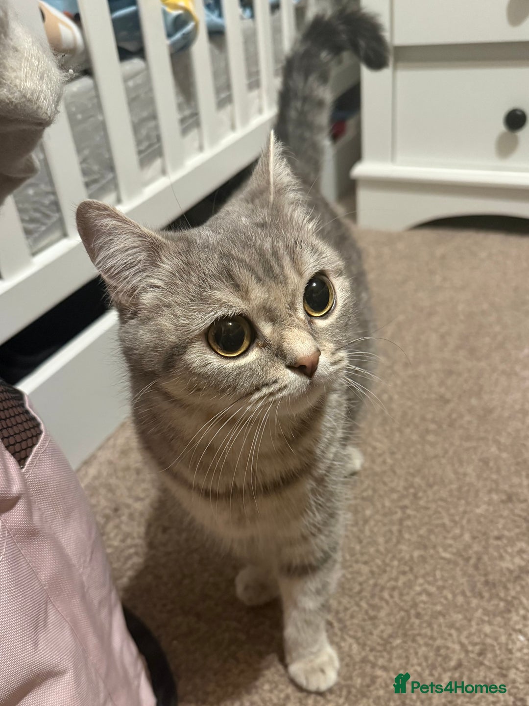 Scottish Fold cats for sale: Scottish fold kittens - Advert 2