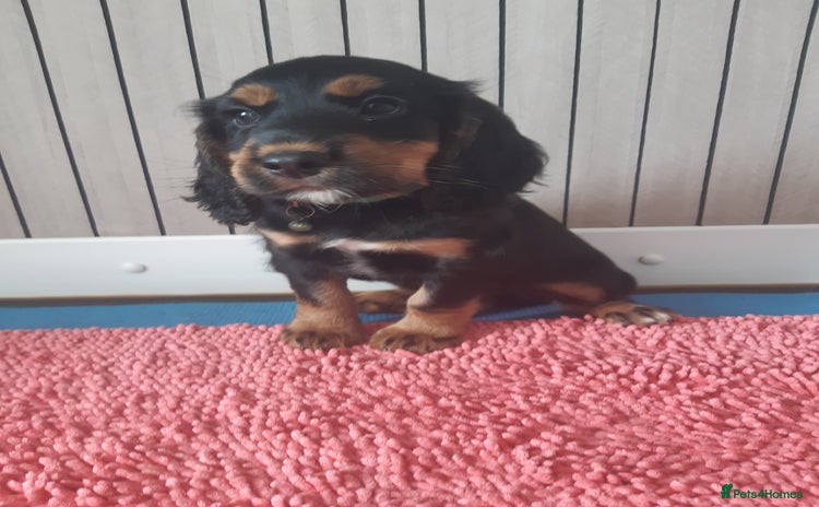 Cocker Spaniel dogs - Advert 15