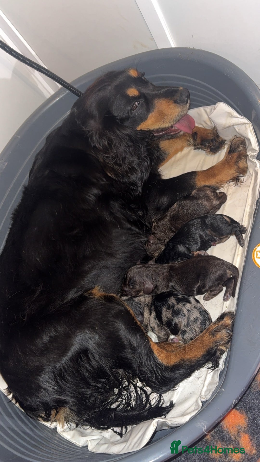 Cocker Spaniel dogs for sale: 5 beautiful all different cocker spaniels  - Image 3