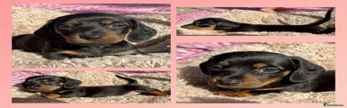 Dachshund 3