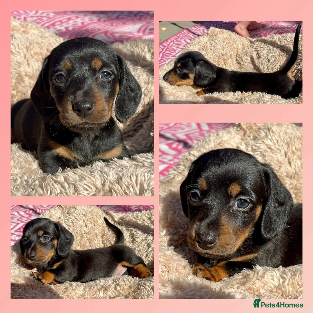 Dachshund dogs for sale: Mini Daxies home bred - Advert 2
