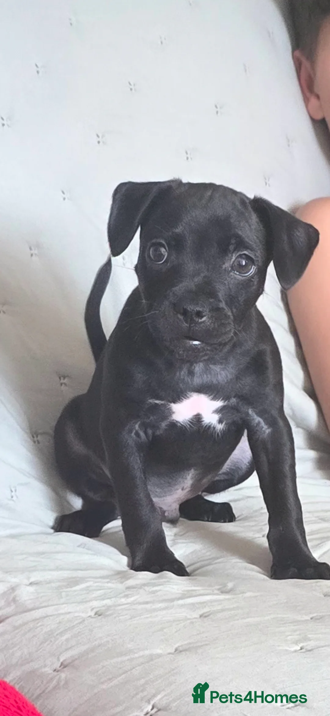 Staffordshire Bull Terrier dogs for sale: 11 week old staff puppy - Advert 3