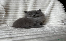 British Shorthair cats for sale: OUTSTANDING GCCF + HEALTH TESTED BSH + BLH KITTENS - Image 17