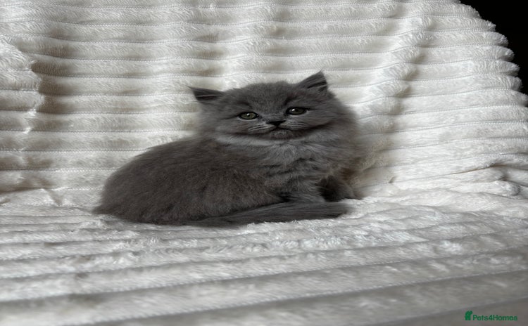 British Shorthair cats - Advert 1