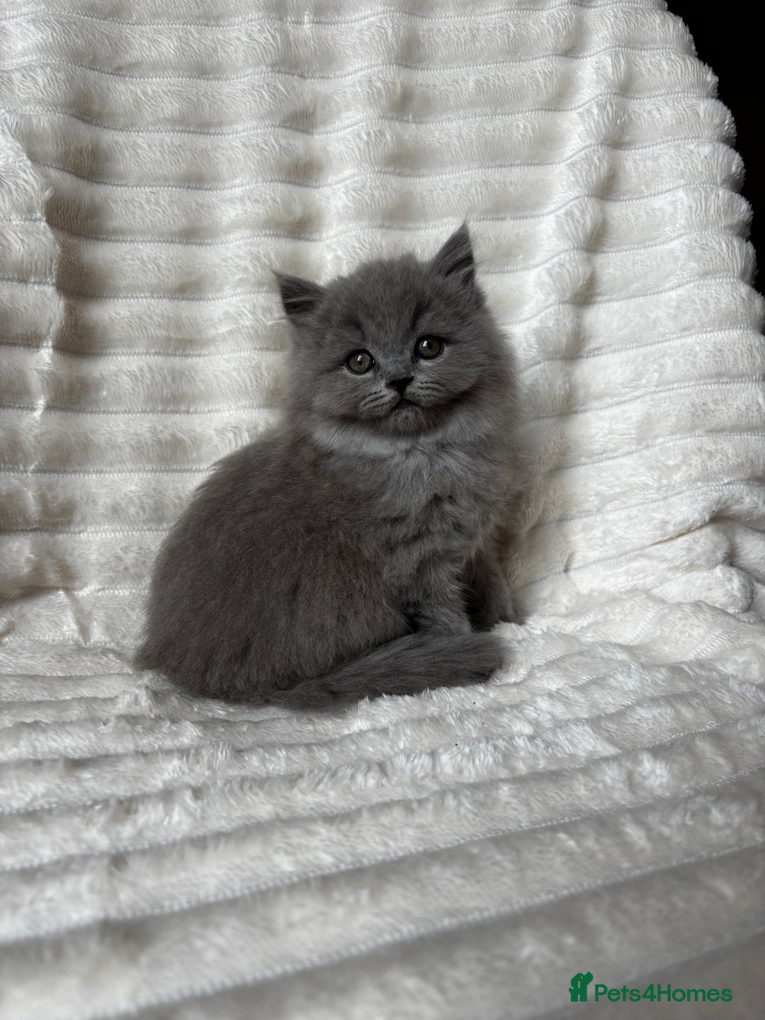 British Shorthair cats for sale: OUTSTANDING GCCF + HEALTH TESTED BSH + BLH KITTENS - Image 17