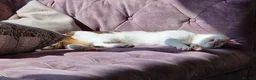 Mixed Breed cats for sale: Amber - adult female - Advert 4