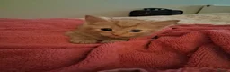 Mixed Breed cats for sale: 5 kittens  in Harlow - Advert 9