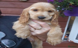 Cocker Spaniel dogs for sale: Show type Cocker Spaniels Fully vaccinated  - Image 5