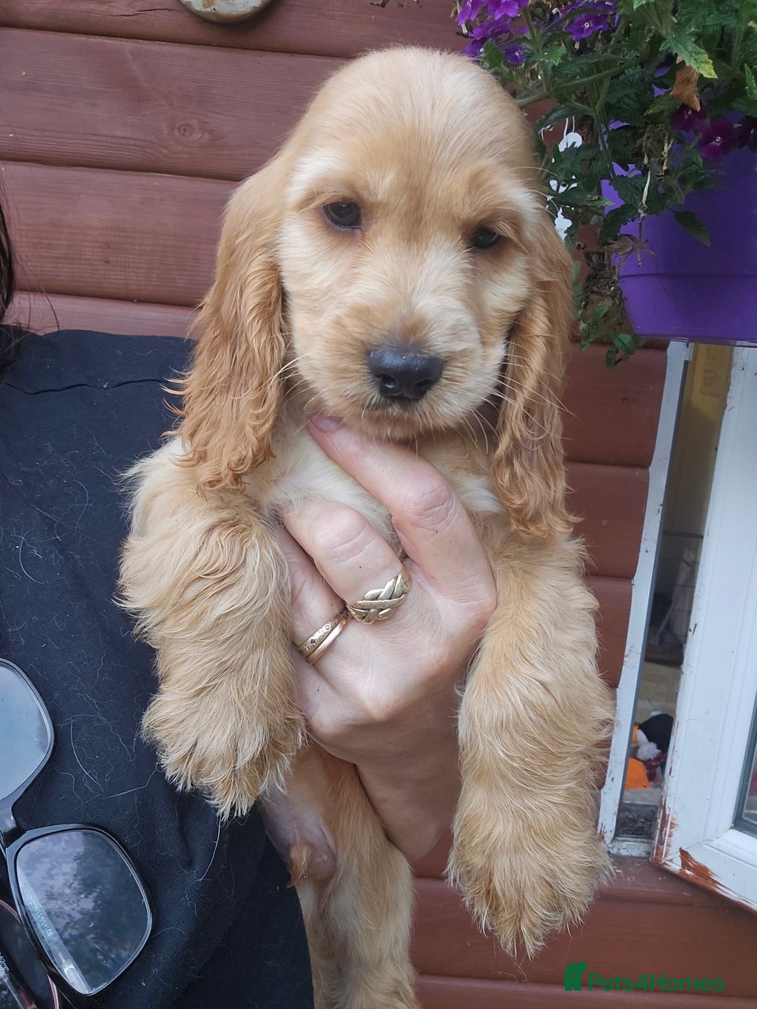 Cocker Spaniel dogs for sale: Show type Cocker Spaniels Fully vaccinated  - Image 5