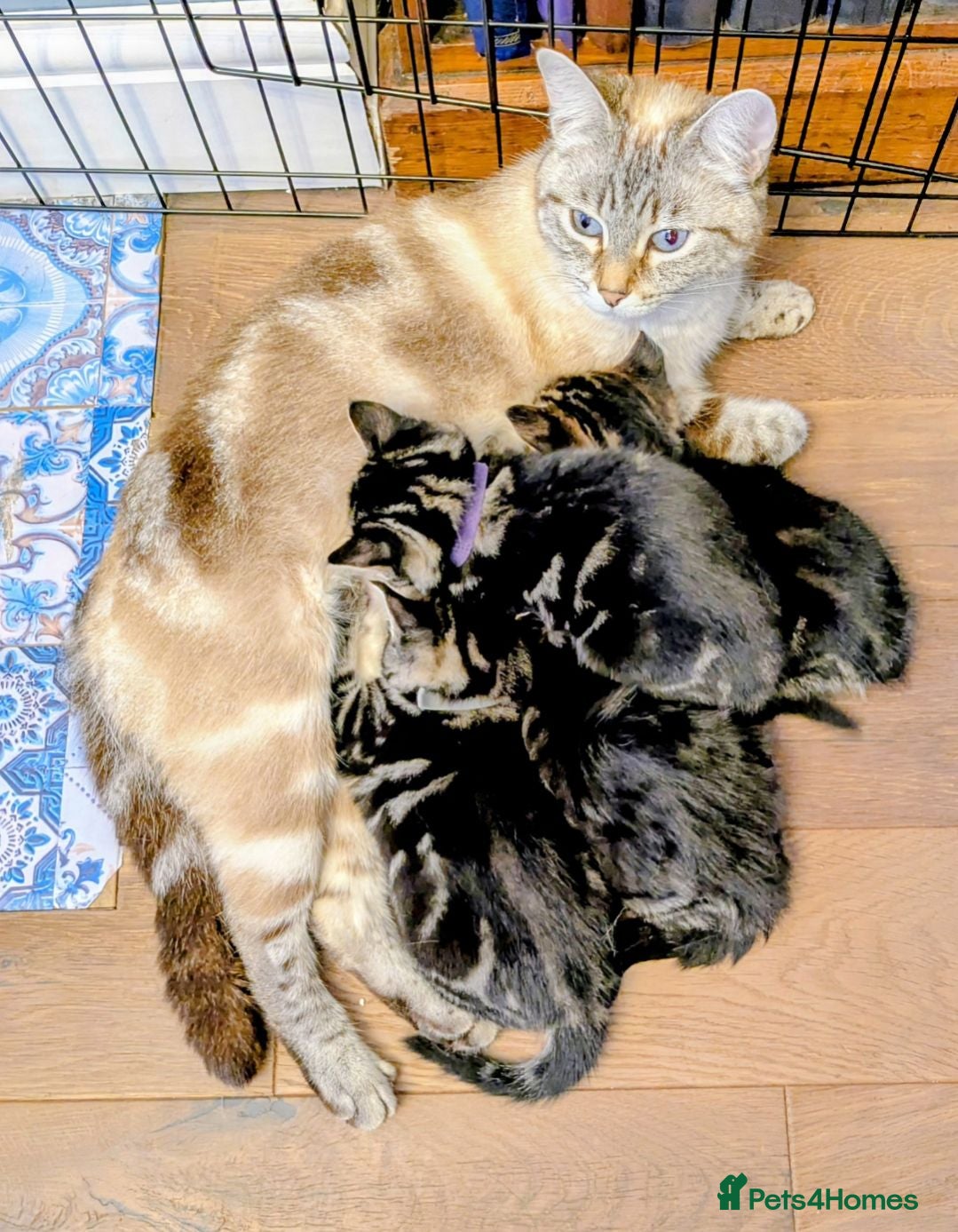 Bengal cats Snow Bengal Maine coon mixed moggies - Advert 2