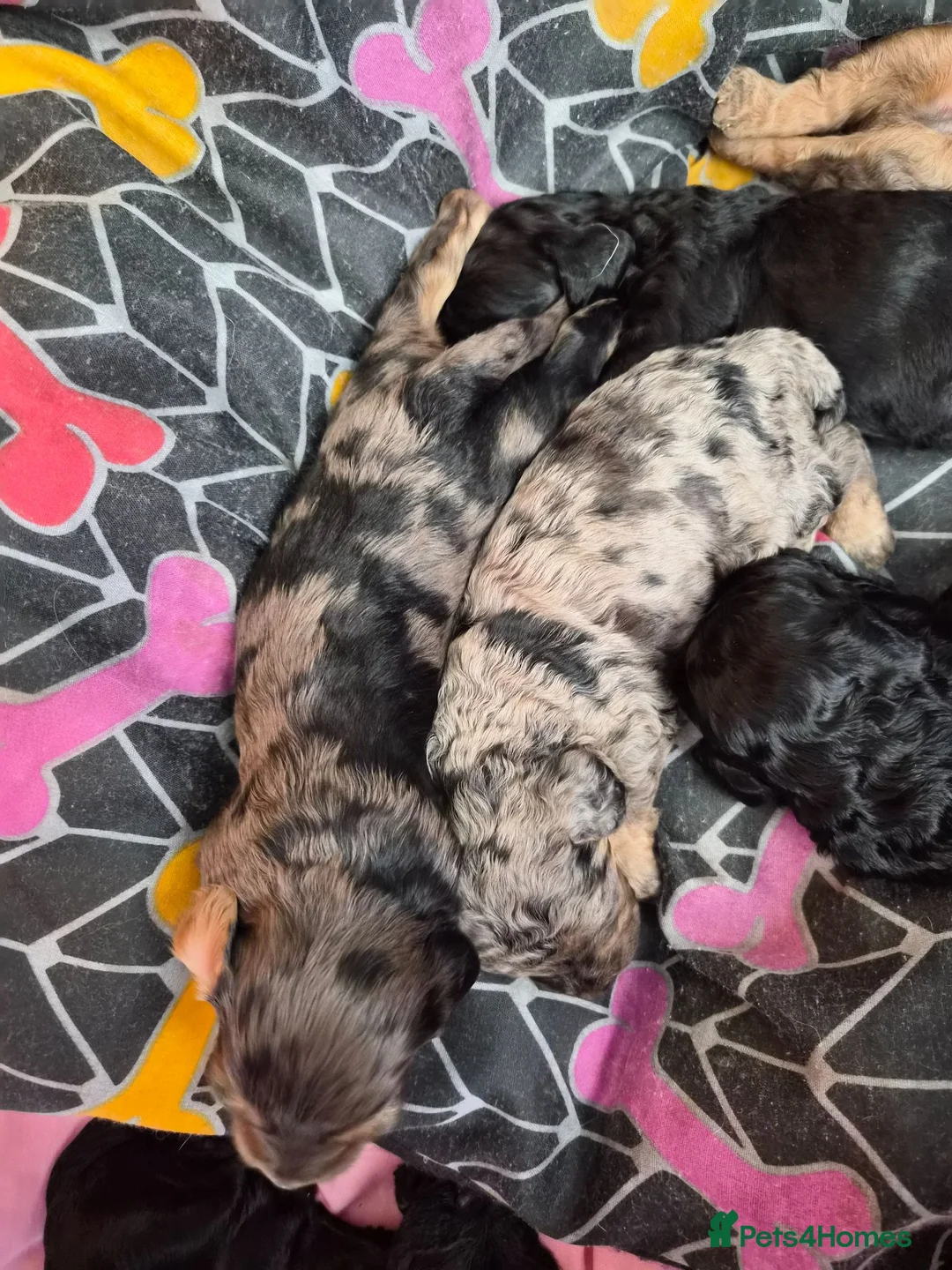 Cockapoo dogs for sale: Cockapoos f1bs in Sunderland - Advert 9