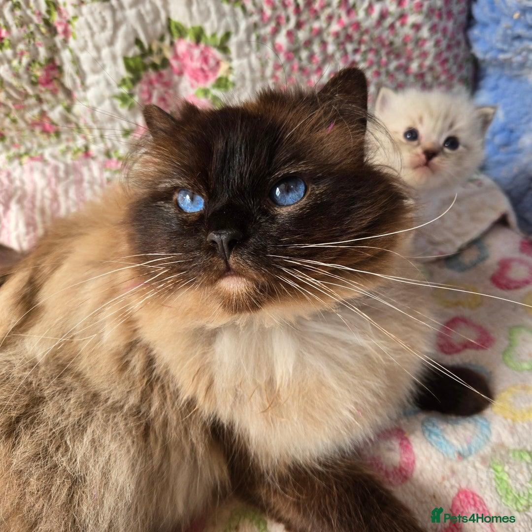 Ragdoll cats for sale: Registered male Ragdoll kittens  - Image 4