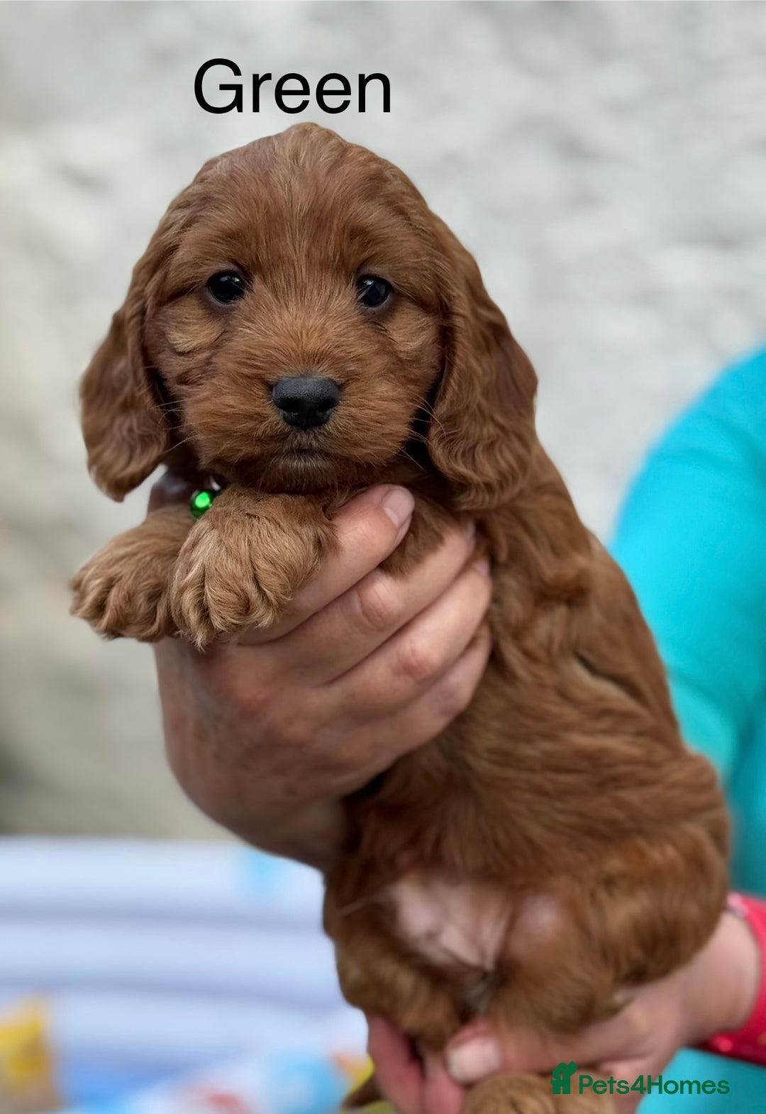Cockapoo dogs for sale: F1 Toy Cockapoo’s in richest red ❤️ - Image 25