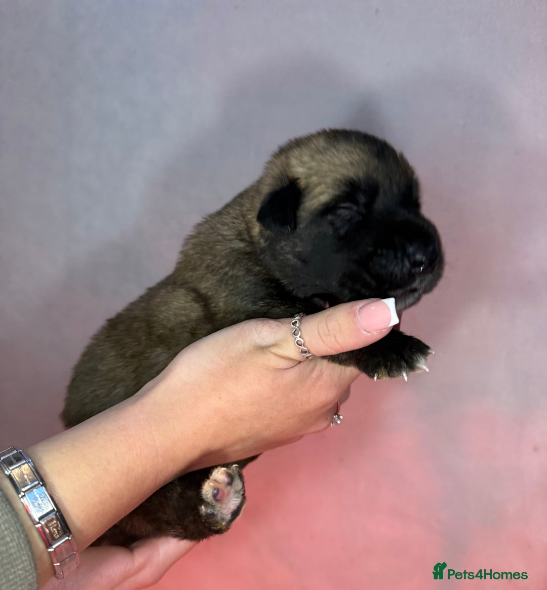 Irish Wolfhound dogs for sale: Bred From Extensively Health Tested Parents - Advert 14