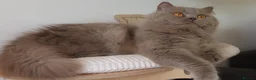 British Shorthair cats for sale: GCCF British Shorthair & British Longhair Girls - Advert 7