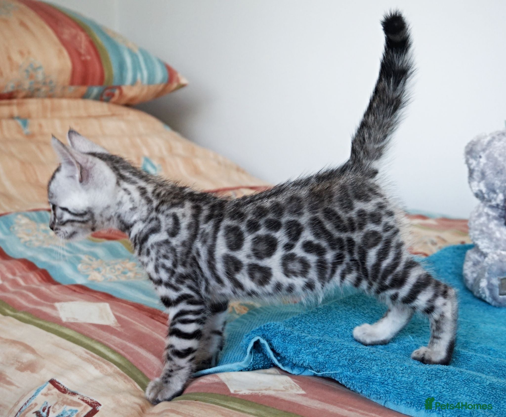 Bengal cats Superb Quality Bengal Kittens - Advert 15