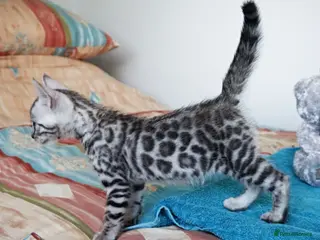 Bengal cats Superb Quality Bengal Kittens - Advert 15