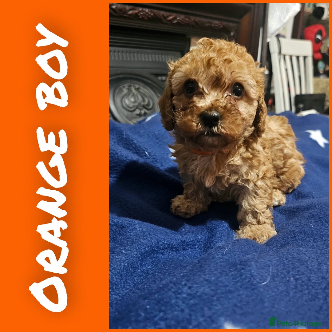 Cavapoo dogs for sale: Beautiful cavapoo litter - Image 4