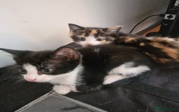 Domestic Shorthair cats for sale: Kittens for sale - Image 2