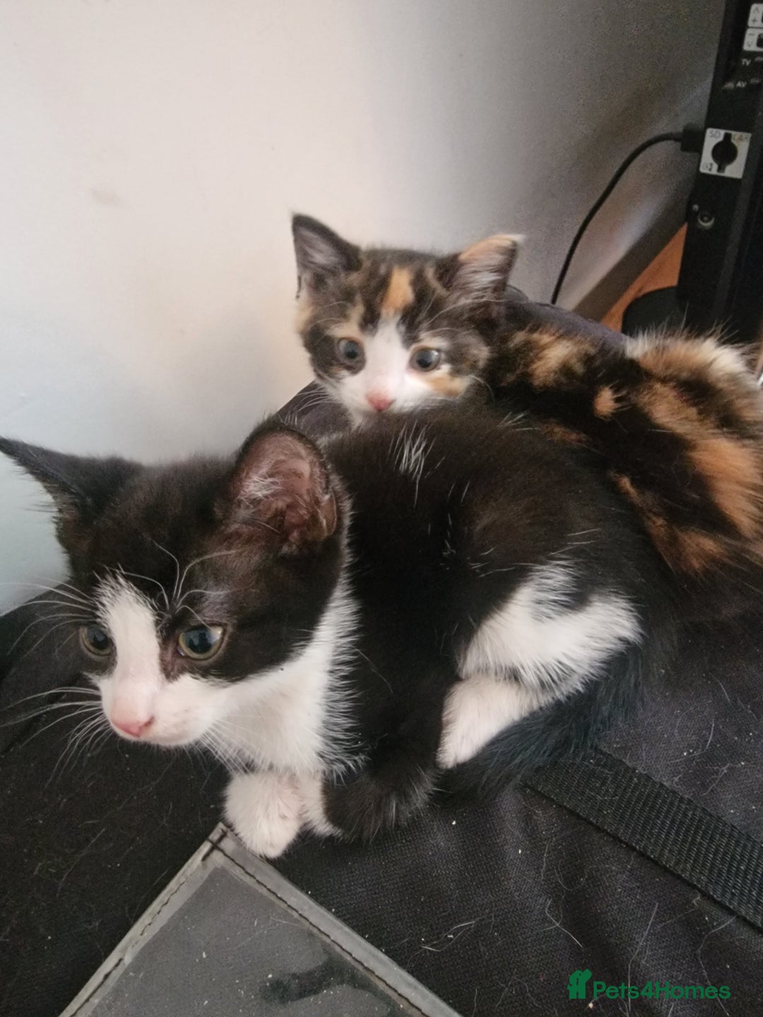 Domestic Shorthair cats for sale: Kittens for sale - Image 2