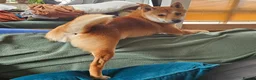 Japanese Shiba Inu dogs for stud: Shiba Inu for stud - Advert 14