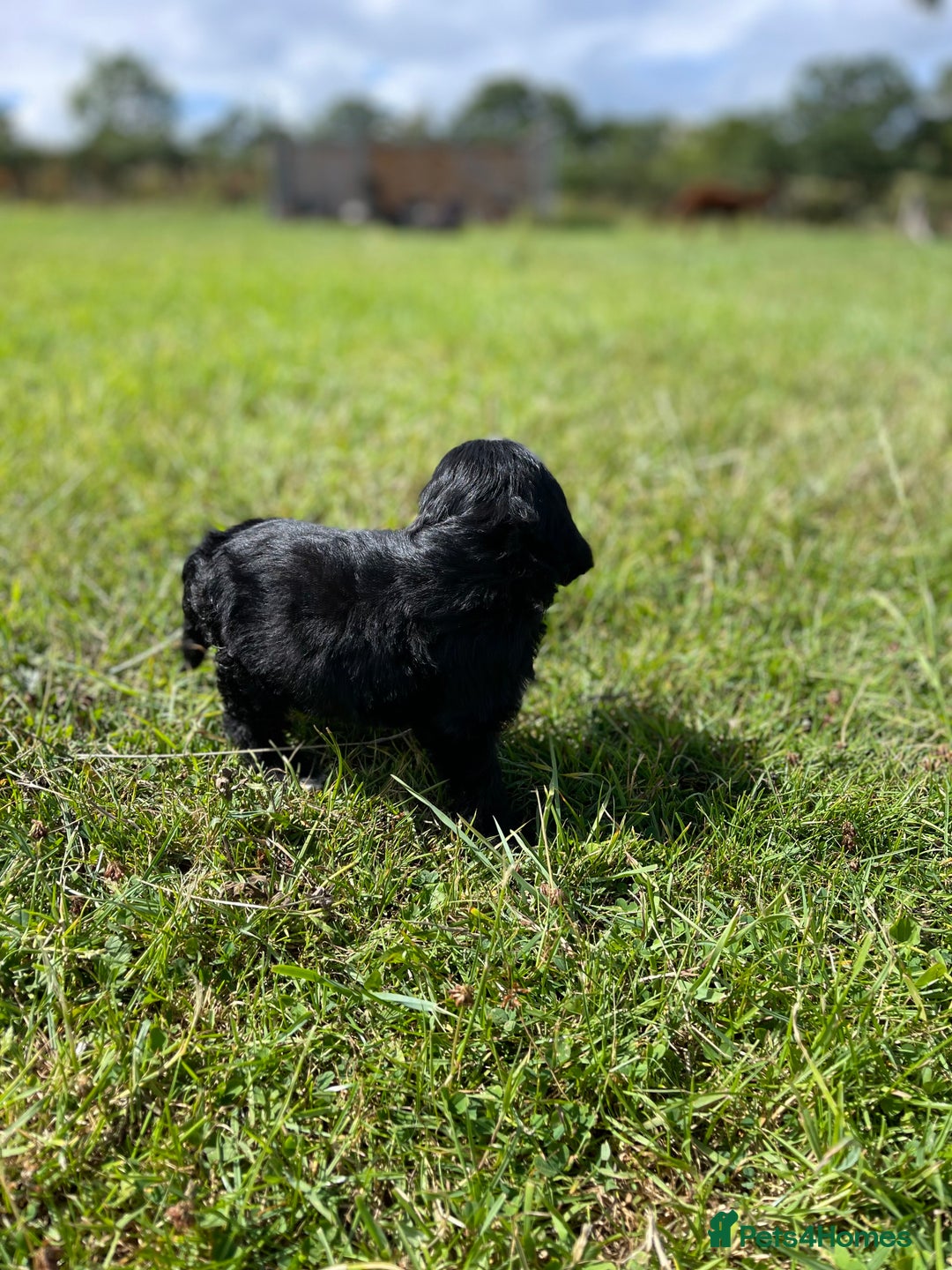 Cockapoo dogs for sale: F1 cockapoos - Image 14