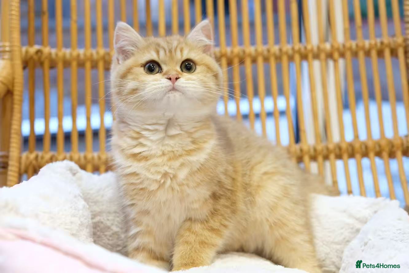 British Shorthair cats Ready Now- Adorable golden BSH girl TICA reg  - Advert 2