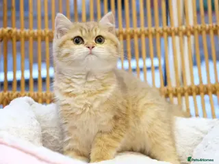 British Shorthair cats Ready Now- Adorable golden BSH girl TICA reg - Advert 2