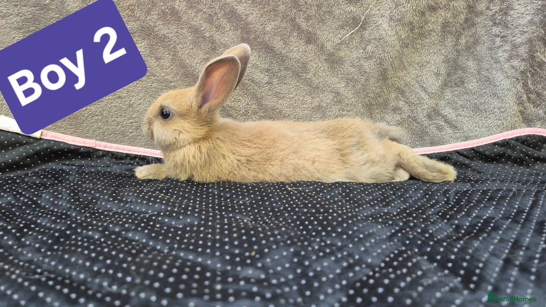 Mini Lop rabbits for sale: Mini plush lops  - Image 13