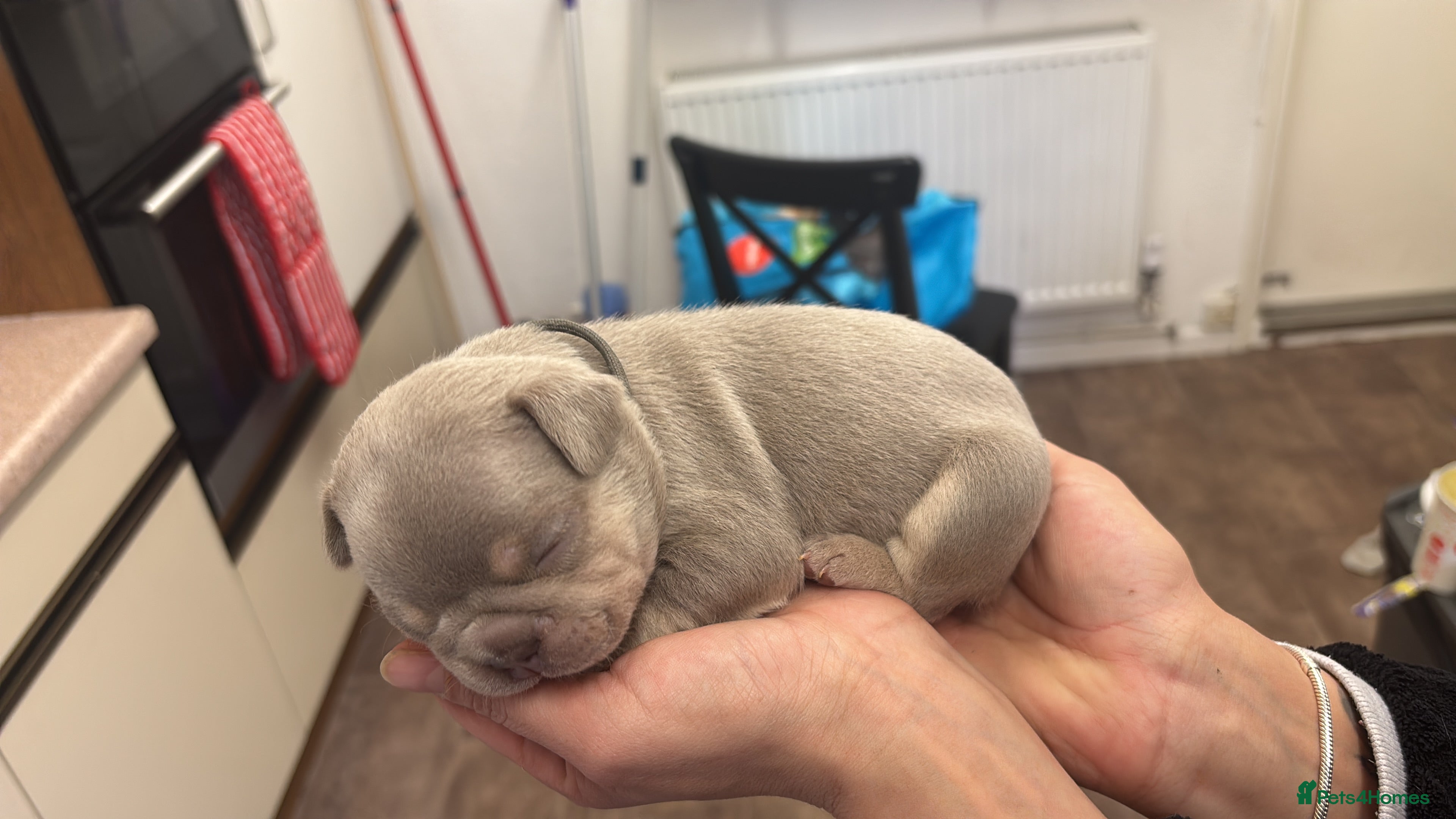 French Bulldog dogs French bulldog lilac colour  - Advert 5