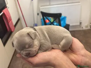 French Bulldog dogs French bulldog lilac colour - Advert 5