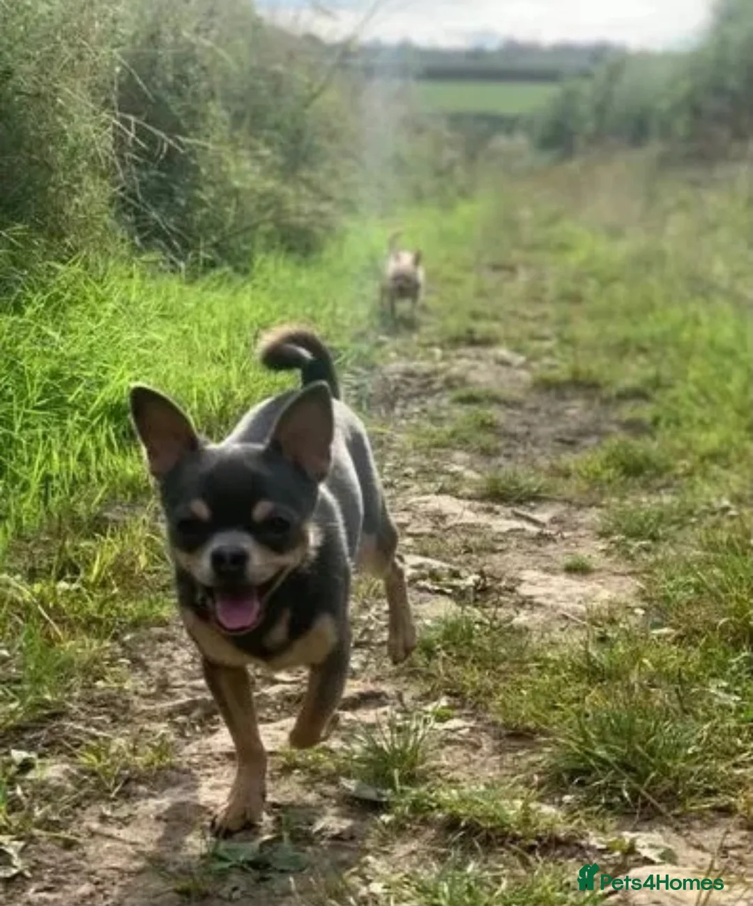 Chihuahua dogs for stud: Chihuahua stud (Romeo) in Sherborne - Advert 6