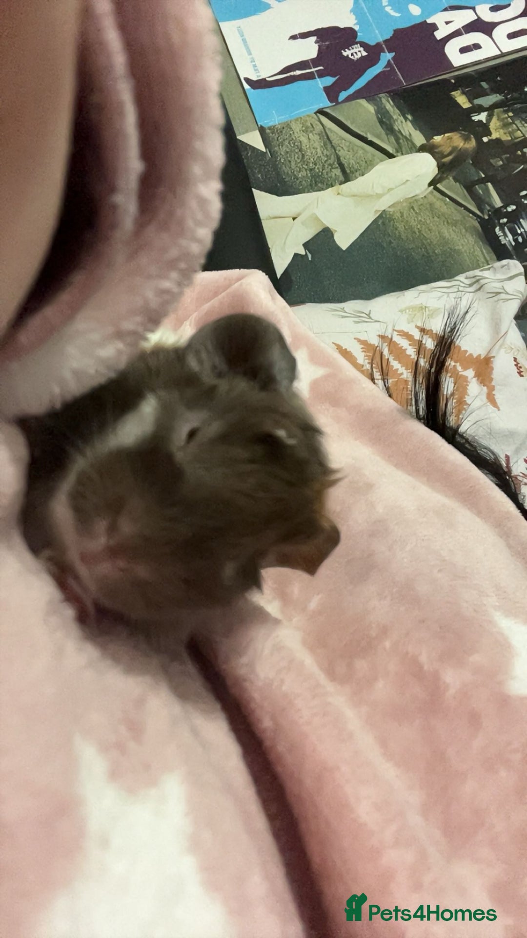 Guinea Pig rodents for sale: 3 male guinea pigs for sale  - Advert 2